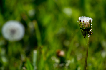 Image showing White dandelion flowers in green grass.