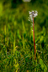 Image showing White dandelion flowers in green grass.