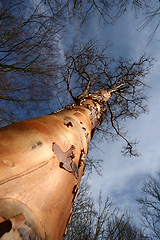 Image showing branches