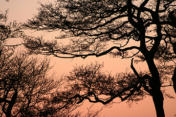 Image showing branches morning