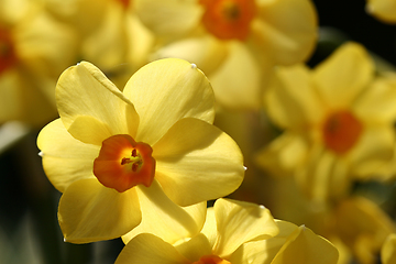 Image showing flower closeup