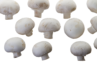 Image showing Many white mushroom