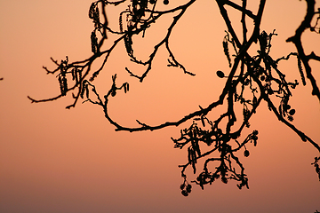 Image showing branches morning