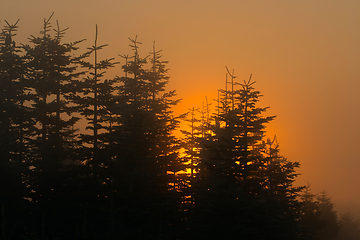 Image showing branches morning