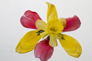 Image showing Yellow lily closeup