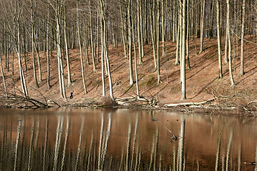 Image showing in the forest