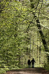 Image showing trees and forest