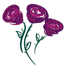 Image showing Three purple roses vector or color illustration