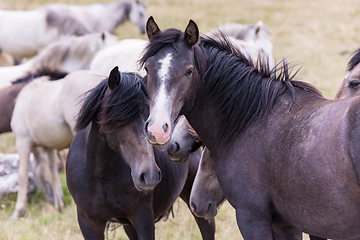 Image showing portrait of beautiful wild horses