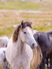 Image showing portrait of beautiful wild horses