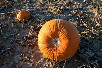 Image showing typical field of pumpkin