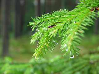 Image showing Raindrops