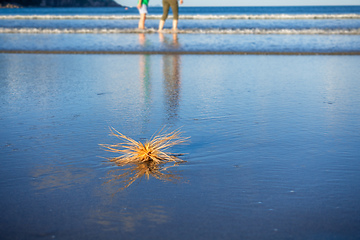 Image showing dry plant at the beach