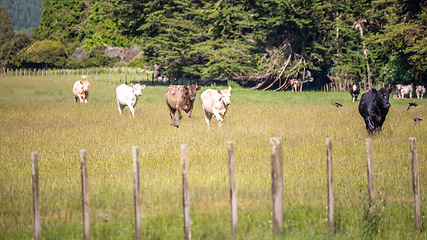 Image showing some cows in the meadow