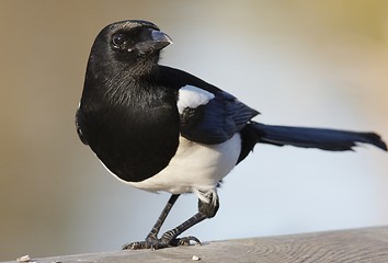 Image showing Magpie. 