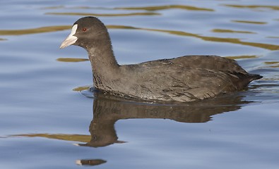 Image showing Common Coot. 