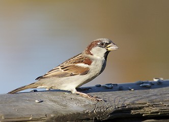 Image showing House Sparrow.