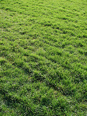 Image showing Grass Background