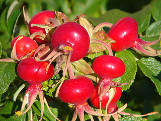 Image showing Dogrose berries