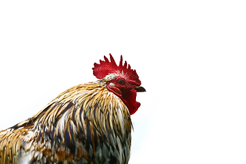 Image showing Chicken