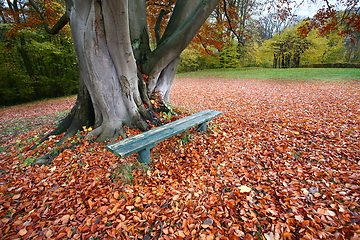 Image showing beanch with dead leaves in autumn in Denmark