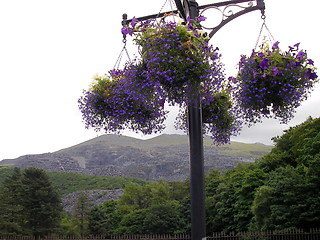 Image showing hanging baskets