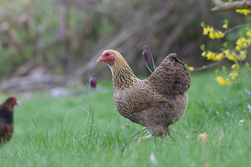 Image showing Chicken