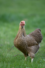 Image showing Chicken