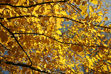 Image showing Trees in autumn in denmark