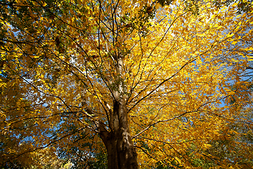 Image showing Trees in autumn in denmark