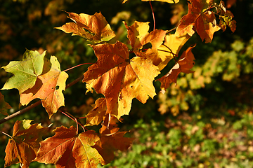 Image showing autumn in Denmark