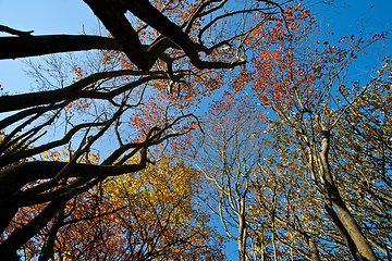 Image showing Trees in autumn in denmark