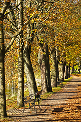 Image showing Alley in autumn in Denmark