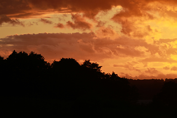 Image showing Sunset in forest