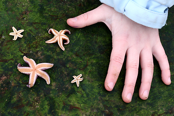 Image showing starfish