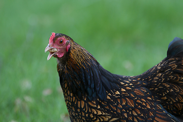 Image showing Chicken