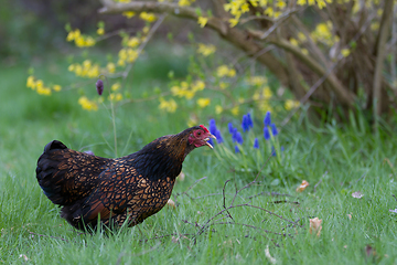 Image showing Chicken