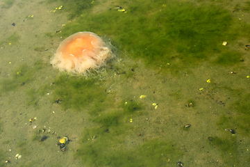 Image showing Octopus in the sea in denmark