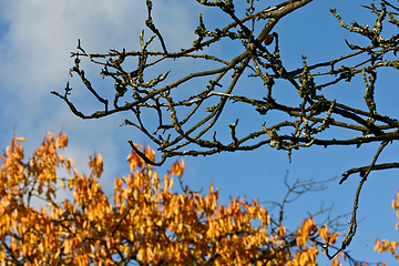 Image showing Nature at the SCION DTU research park in Hørsholm- Birkerød