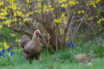 Image showing Chicken