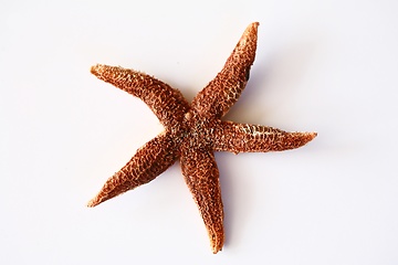 Image showing starfish