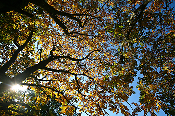 Image showing Trees in autumn in denmark