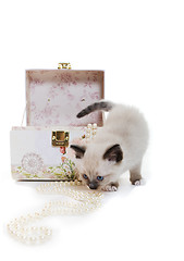 Image showing kitten with jewelry