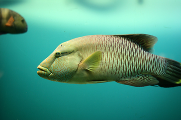 Image showing fish