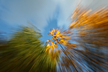 Image showing Trees in autumn in denmark