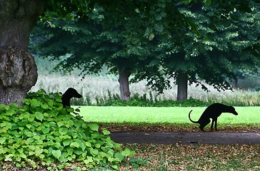 Image showing dog playing and having fun in denmark