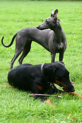 Image showing dog playing and having fun in denmark