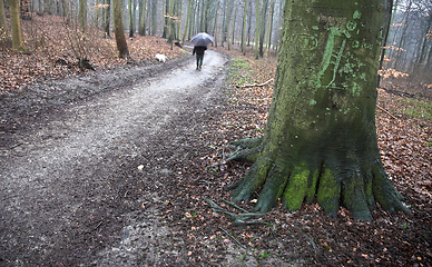 Image showing Walking the dog in denmark in autumn