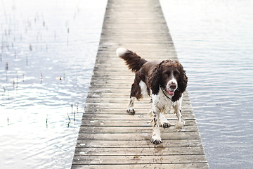 Image showing English Springer Spaniel