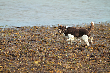 Image showing English Springer Spaniel